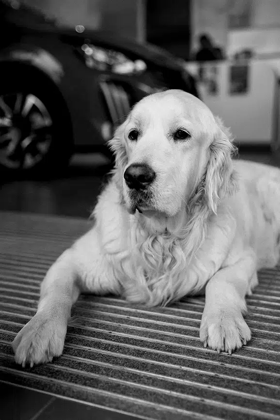 Garage Hautemulle, Tourouvre au Perche, Uky, happiness manager